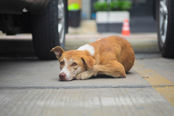 Stray dog sleep.