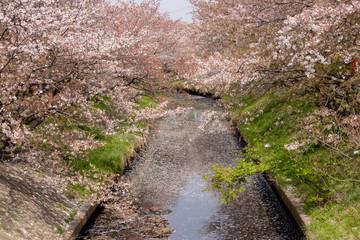 Cherry blossoms and flower rafts along the river of Funabashi City, Chiba Prefecture, Japan
