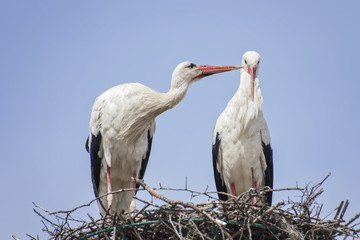 White storks in love game
