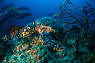 Foto op Plexiglas Hawksbill turtle Bahamas © hakbak
