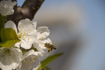 Flying bee approaching cherries tree flower for pollination