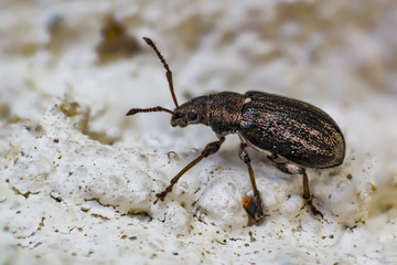little bug close up in spring time