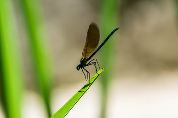 Libellules.