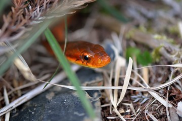 Stanley's oblique scale snake (Pseudoxenodon stejnegeri).