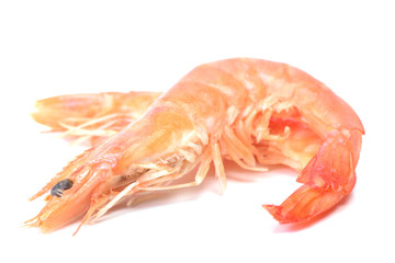 Fresh shrimps