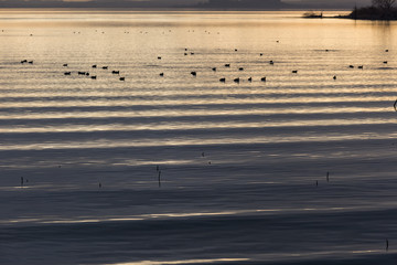 Beautiful and sharp water ripples on Trasimeno lake (Umbria, Italy) at sunset, with ducks on top of the frame