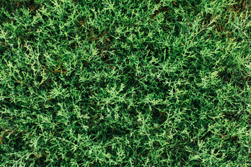 Textural background of cypress greenery close-up