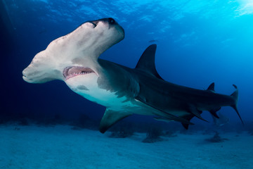 Great Hammerhead shark Bahamas - obrazy, fototapety, plakaty