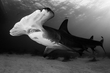 Great Hammerhead shark Bahamas