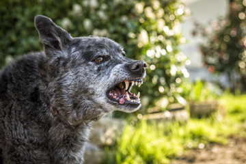 Naklejka premium Aggressive dog