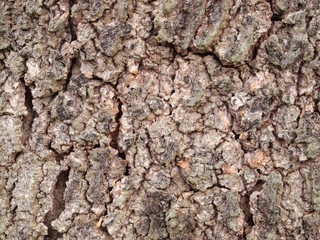 Tree bark texture