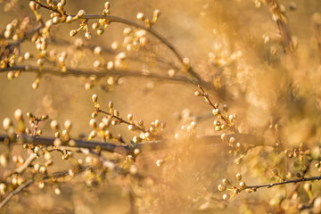 Blackthorn blossom in spring, closed blossom buds