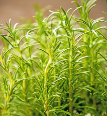 rosemary, fresh green herb in spring