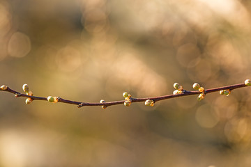 Blackthorn blossom in spring, closed blossom buds