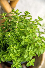 Obraz premium Majoram, mediterranean spice in spring