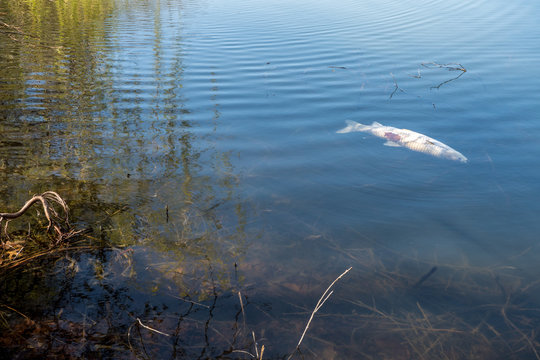 Fischsterben Bilder Durchsuchen 5,336 Archivfotos, und