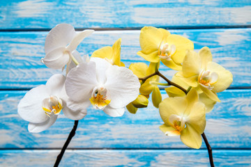 White and yellow orchids on blue background 