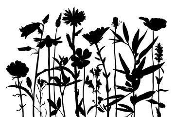 Background with drawing herbs and flowers