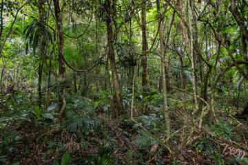 Forêt primaire  - La Graciosa - Morettes - Brésil