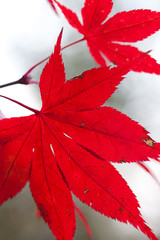 Japanese maple