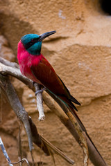 Bee-eater