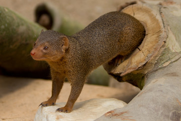 Mongoose