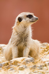 Fototapeta premium Meerkat