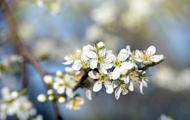 Beautiful spring background with white blooming flowers with copy space