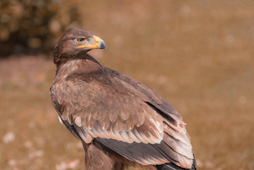 Adler Seeadler