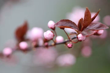Photo sur Aluminium Lilas Detailaufnahme einer japanischen Blütenkirsche - in den sanften Farben des Frühlings