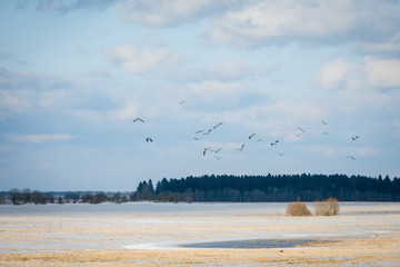 flock of birds over spring snow-covered field