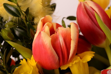 Bukiet tulipanów  © adamraga