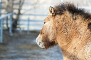 Fototapeta premium Przewalski wild horses