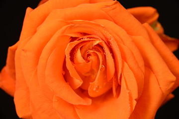 Róża w kroplach wody © adamraga