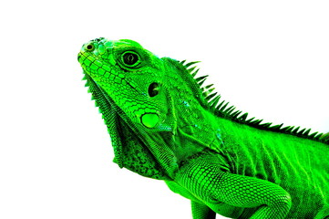 Obraz premium Green Iguana's head profile