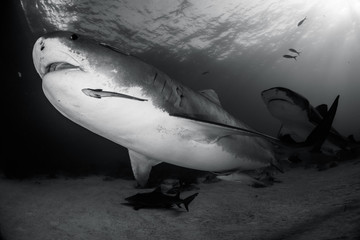 Tiger shark Bahamas