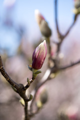 Fototapeta na wymiar Rosa Magnolienblüten im Frühling 