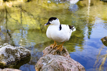 Un precioso pato blanco con manchas negras de pie en una piedra en un estanque mirando hacia la...