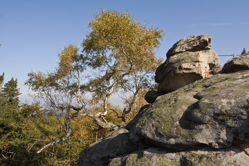 Sun shinning on yellow tree leaves.