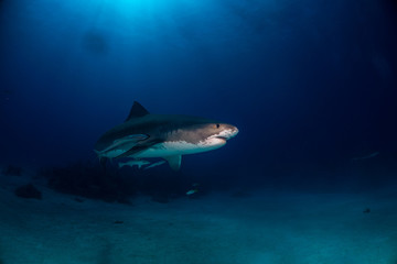 Tiger shark Bahamas