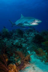 Fototapeta na wymiar Tiger shark Bahamas