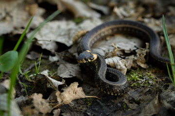 Natrix, Snake, Colubridae in the forest, close up.