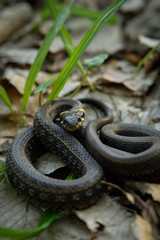 Natrix, Snake, Colubridae in the forest, close up.
