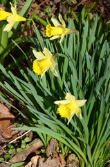 A cluster of yellow daffodil