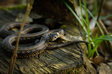 Natrix, Snake, Colubridae in the forest, close up.