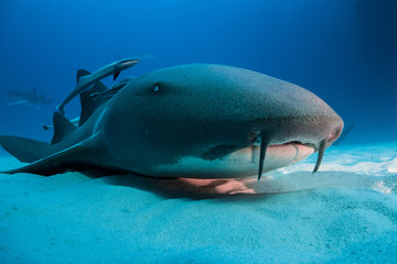 Nurse shark bahamas bimini