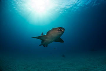 Obraz na płótnie Canvas Nurse shark bahamas bimini