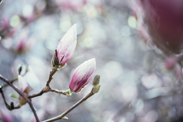 Rosa Magnolienblüten im Frühling 