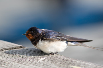 Barn swallow resting in dock