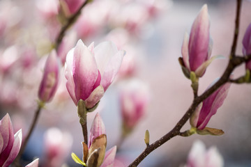 Rosa Magnolienblüten im Frühling 